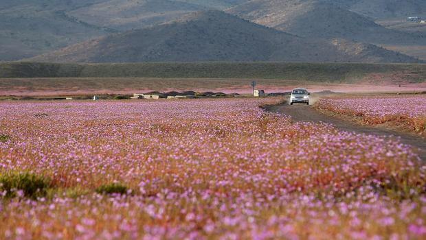 Atacama Çölünde Çiçek Açtı !