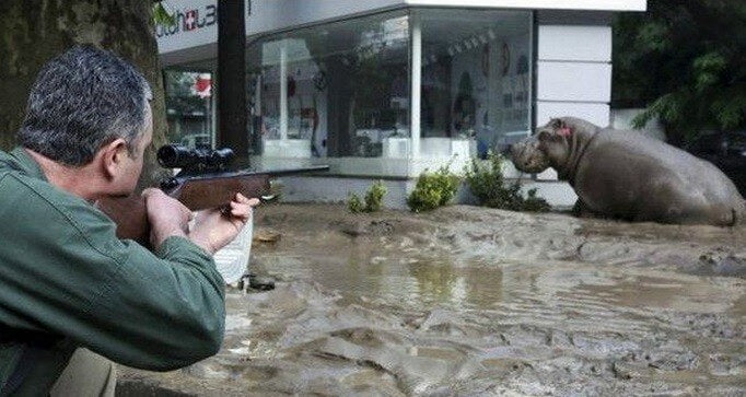 Gürcistan'da sel felaketinde hayvanlar kaçtı !